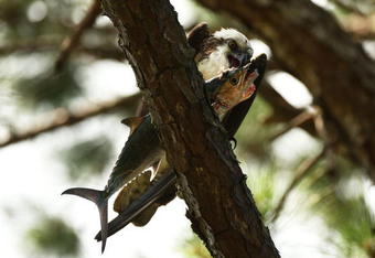 PONTE VEDRA BEACH, FL - MAY 08:  An osprey eats a fish in a tree during the second round of THE PLAYERS Championship on THE PLAYERS Stadium Course at TPC Sawgrass on May 8, 2009 in Ponte Vedra Beach, Florida.  (Photo by Sam Greenwood/Getty Images)