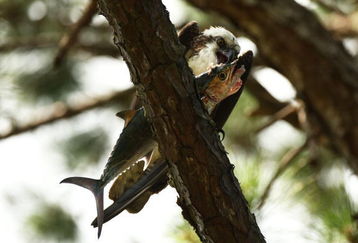 PONTE VEDRA BEACH, FL - MAY 08:  An osprey eats a fish in a tree during the second round of THE PLAYERS Championship on THE PLAYERS Stadium Course at TPC Sawgrass on May 8, 2009 in Ponte Vedra Beach, Florida.  (Photo by Sam Greenwood/Getty Images)
