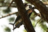 PONTE VEDRA BEACH, FL - MAY 08:  An osprey eats a fish in a tree during the second round of THE PLAYERS Championship on THE PLAYERS Stadium Course at TPC Sawgrass on May 8, 2009 in Ponte Vedra Beach, Florida.  (Photo by Sam Greenwood/Getty Images)