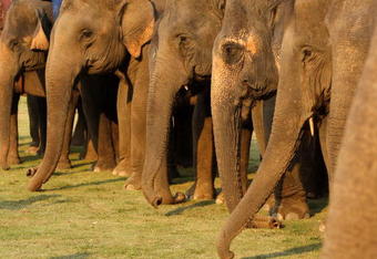 CHIANG RAI, THAILAND - MARCH 29: Thai mahouts (elephant drivers) line up their elephants during the King's Cup Elephant Polo at the Anantara Golden Triangle Resort & Spa March 29, 2009 in Chiang Rai, Thailand.  The polo event aims to raise a record 1.5 million Thai baht to fund a project that provides for the welfare of elephants and their mahouts. It is estimated that Thailand's elephant population has dwindled to just over 4,000, with 2,500 domesticated and only 1,500 in the wild.  (Photo Paula Bronstein/Getty Images)