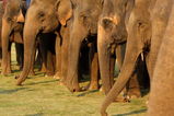 CHIANG RAI, THAILAND - MARCH 29: Thai mahouts (elephant drivers) line up their elephants during the King's Cup Elephant Polo at the Anantara Golden Triangle Resort & Spa March 29, 2009 in Chiang Rai, Thailand.  The polo event aims to raise a record 1.5 million Thai baht to fund a project that provides for the welfare of elephants and their mahouts. It is estimated that Thailand's elephant population has dwindled to just over 4,000, with 2,500 domesticated and only 1,500 in the wild.  (Photo Paula Bronstein/Getty Images)