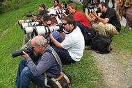 Paparazzi_crop_190x127
