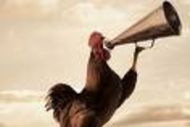 Rooster_1_crop_190x127