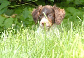 Puppyz_crop_340x234