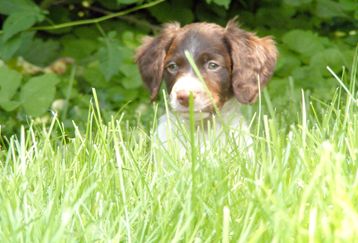 Puppyz_feature