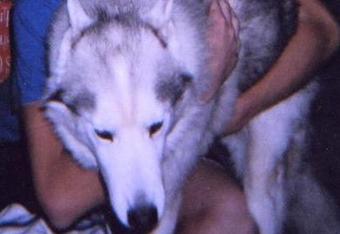 L_064d784d5025e20e2021a14493493_crop_340x234