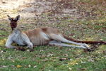 PERTH, AUSTRALIA - FEBRUARY 20:  A kangaroo is seen during round two of the 2009 Johnnie Walker Classic at The Vines Resort and Country Club on February 20, 2009 in Perth, Australia.  (Photo by Ian Walton/Getty Images)