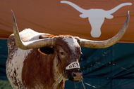 AUSTIN, TX - NOVEMBER 8: Bevo, the Texas Longhorns' mascot, stands in the corner during a game against the Baylor Bears on November 8, 2008 at Darrell K Royal-Texas Memorial Stadium in Austin, Texas. Texas won 45-21. (Photo by Brian Bahr/Getty Images)