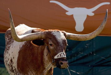 AUSTIN, TX - NOVEMBER 8: Bevo, the Texas Longhorns' mascot, stands in the corner during a game against the Baylor Bears on November 8, 2008 at Darrell K Royal-Texas Memorial Stadium in Austin, Texas. Texas won 45-21. (Photo by Brian Bahr/Getty Images)
