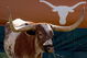 AUSTIN, TX - NOVEMBER 8: Bevo, the Texas Longhorns' mascot, stands in the corner during a game against the Baylor Bears on November 8, 2008 at Darrell K Royal-Texas Memorial Stadium in Austin, Texas. Texas won 45-21. (Photo by Brian Bahr/Getty Images)