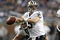 DETROIT - DECEMBER 21: Quarterback Drew Brees #9 of the New Orleans Saints drops back to pass in the third quarter against the Detroit Lions on December 21, 2008 at Ford Field in Detroit, Michigan. The Saints defeated the Lions 42-7.  (Photo by Leon Halip/Getty Images)