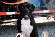 CONCORD, NC - MAY 21: Killer, the dog of Dale Earnhardt Jr., driver of the #88 National Guard/AMP Energy Chevrolet, poses in the garage area during practice for the NASCAR Sprint Cup Series Coca-Cola 600 on May 21, 2009 at Lowe's Motor Speedway in Concord, North Carolina. (Photo by Geoff Burke/Getty Images for NASCAR)