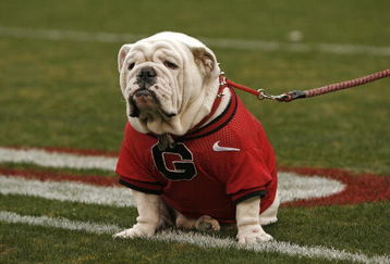 ATHENS, GA - NOVEMBER 29:  Georgia Bulldogs mascot UGA VII sits on the field before the game against the Georgia Tech Yellow Jackets at Sanford Stadium on November 29, 2008 in Athens, Georgia.  The Yellow Jackets defeated the Bulldogs 45-42.  (Photo by Mike Zarrilli/Getty Images)