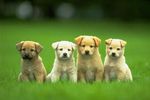 4-cute-puppies-wallpaper-640x48_crop_150x100