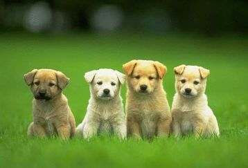 4-cute-puppies-wallpaper-640x48_feature