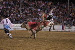 SIDNEY, IA - JULY 31: Bull rider Cody Whitney of Asher, OK rides a pink painted bull at the Sidney Championship Rodeo on July 31, 2009 in Sidney, Iowa. The bull was painted pink to bring awareness to cancer during the evening dubbed, 'tough guys wear pink.' Celebrating its 75th year, the rodeo attracts over 35,000 visitors over the course of the five day event. (Photo by David Greedy/Getty Images)