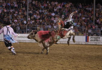 SIDNEY, IA - JULY 31: Bull rider Cody Whitney of Asher, OK rides a pink painted bull at the Sidney Championship Rodeo on July 31, 2009 in Sidney, Iowa. The bull was painted pink to bring awareness to cancer during the evening dubbed, 'tough guys wear pink.' Celebrating its 75th year, the rodeo attracts over 35,000 visitors over the course of the five day event. (Photo by David Greedy/Getty Images)