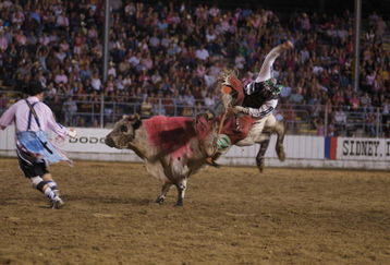 SIDNEY, IA - JULY 31: Bull rider Cody Whitney of Asher, OK rides a pink painted bull at the Sidney Championship Rodeo on July 31, 2009 in Sidney, Iowa. The bull was painted pink to bring awareness to cancer during the evening dubbed, 'tough guys wear pink.' Celebrating its 75th year, the rodeo attracts over 35,000 visitors over the course of the five day event. (Photo by David Greedy/Getty Images)