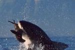 Great_white_shark_crop_150x100