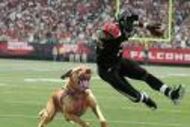 Vick2_crop_190x127