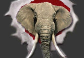 Bama_crop_340x234