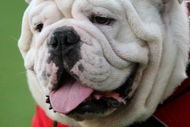 TEMPE, AZ - SEPTEMBER 20:  Georgia Bulldogs mascot Uga looks on during the game with the Arizona State Sun Devils on September 20, 2008 at Sun Devil Stadium in Tempe, Arizona.  (Photo by Stephen Dunn/Getty Images)