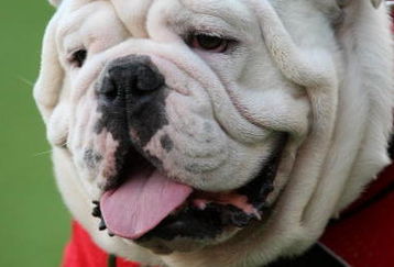TEMPE, AZ - SEPTEMBER 20:  Georgia Bulldogs mascot Uga looks on during the game with the Arizona State Sun Devils on September 20, 2008 at Sun Devil Stadium in Tempe, Arizona.  (Photo by Stephen Dunn/Getty Images)