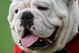 TEMPE, AZ - SEPTEMBER 20:  Georgia Bulldogs mascot Uga looks on during the game with the Arizona State Sun Devils on September 20, 2008 at Sun Devil Stadium in Tempe, Arizona.  (Photo by Stephen Dunn/Getty Images)