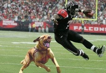 Michaelvick-dog_crop_340x234