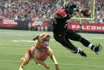 Michaelvick-dog_feature