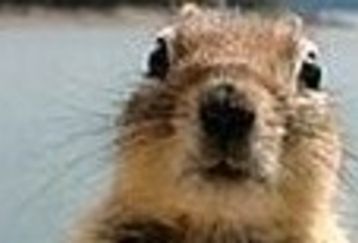 Squirrel460_1461341c_feature