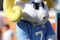 WINSTON SALEM, NC - OCTOBER 27:  The University of North Carolina Tar Heels mascot during the ACC game at the Groves Stadium, on October 27, 2007 in Winston Salem, North Carolina.  (Photo by David Cannon/Getty Images)