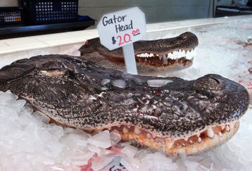 Gator1_feature