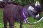 Goat_pygmy_goat_crop_150x100