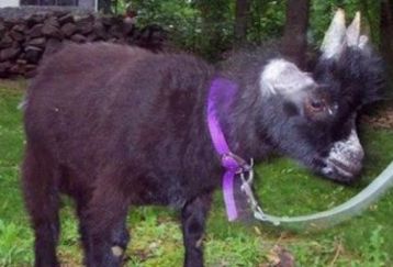 Goat_pygmy_goat_feature
