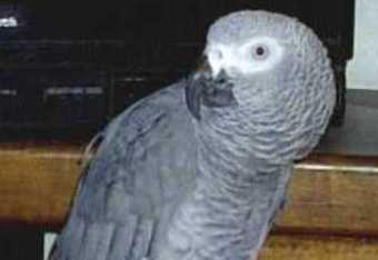 African_grey6_crop_340x234