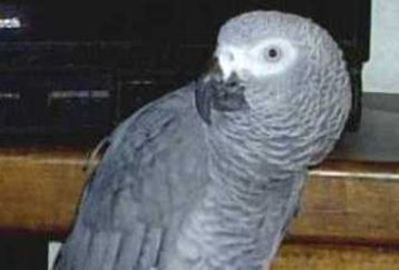 African_grey6_feature