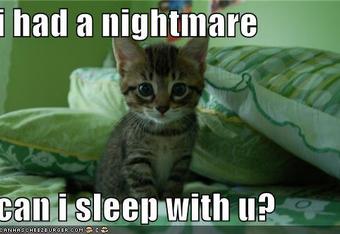 Funny-pictures-kitten-had-a-nig_crop_340x234