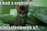 Funny-pictures-kitten-had-a-nig_more_feature