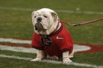ATHENS, GA - NOVEMBER 29:  Georgia Bulldogs mascot UGA VII sits on the field before the game against the Georgia Tech Yellow Jackets at Sanford Stadium on November 29, 2008 in Athens, Georgia.  The Yellow Jackets defeated the Bulldogs 45-42.  (Photo by Mike Zarrilli/Getty Images)