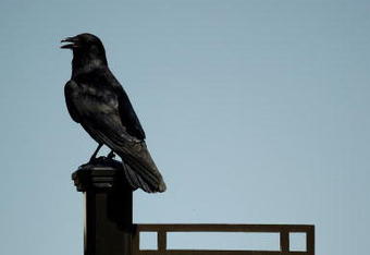 PONTE VEDRA BEACH, FL - MAY 05:  A crow sits on top of the hole marker for the par 3 17th hole during a practice round prior to the start of THE PLAYERS on the Stadium Course at TPC Sawgrass on May 5, 2009 in Ponte Vedra Beach, Florida.  (Photo by Richard Heathcote/Getty Images)