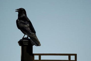 PONTE VEDRA BEACH, FL - MAY 05:  A crow sits on top of the hole marker for the par 3 17th hole during a practice round prior to the start of THE PLAYERS on the Stadium Course at TPC Sawgrass on May 5, 2009 in Ponte Vedra Beach, Florida.  (Photo by Richard Heathcote/Getty Images)