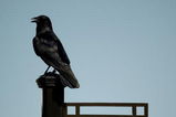 PONTE VEDRA BEACH, FL - MAY 05:  A crow sits on top of the hole marker for the par 3 17th hole during a practice round prior to the start of THE PLAYERS on the Stadium Course at TPC Sawgrass on May 5, 2009 in Ponte Vedra Beach, Florida.  (Photo by Richard Heathcote/Getty Images)