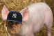 Joba_the_pig_1a_medium