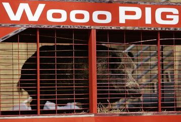 FAYETTEVILLE, AR - SEPTEMBER 02:  'Tusk,' one of the Arkansas Razorbacks' mascots, watches pregame activities from the endsone before a game against the University of Southern California Trojans on September 2, 2006 at Donald W. Reynolds Razorback Stadium in Fayetteville, Arkansas.  The Trojans won 50-14.  (Photo by Brian Bahr/Getty Images)