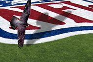 Nfl_falcon1c0w_crop_190x127