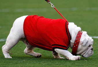 ATHENS, GA - SEPTEMBER 12:  UGA VII, mascot of the Georgia Bulldogs, walks on the field before facing the South Carolina Gamecocks at Sanford Stadium on September 12, 2009 in Athens, Georgia.  (Photo by Kevin C. Cox/Getty Images)