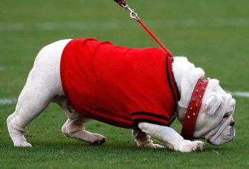 ATHENS, GA - SEPTEMBER 12:  UGA VII, mascot of the Georgia Bulldogs, walks on the field before facing the South Carolina Gamecocks at Sanford Stadium on September 12, 2009 in Athens, Georgia.  (Photo by Kevin C. Cox/Getty Images)
