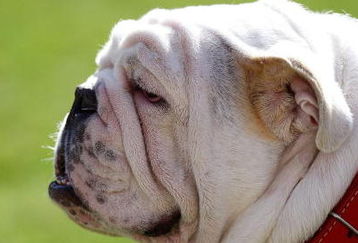 ATHENS, GA - OCTOBER 03: UGA VII, mascot of the Georgia Bulldogs, watches the game against the Louisiana State University Tigers from the sidelines at Sanford Stadium on October 3, 2009 in Athens, Georgia. (Photo by Kevin C. Cox/Getty Images)