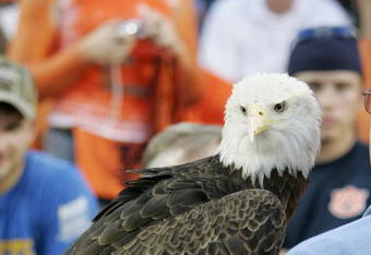 AUBURN, AL - SEPTEMBER 3:  A bald eagle is brought in for a ceremony for the hurricane Katrina victims prior to the game between the Auburn Tigers and the Georgia Tech Yellow Jackets on September 3, 2005 at Jordan-Hare Stadium in Auburn, Alabama.  (Photo by Brian Bahr/Getty Images)